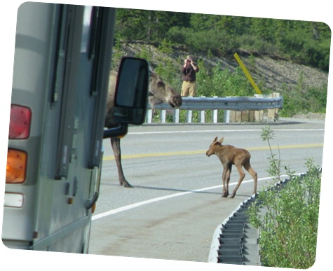 Baby Moose Crossing Road