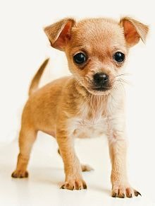 [Amazing%2520Animals%2520Pictures%2520Chihuahua%2520%25289%2529%255B4%255D.jpg]