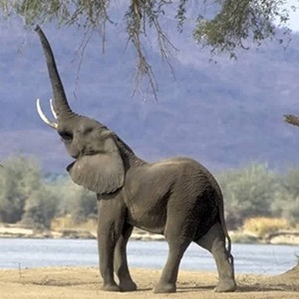 4- Elefante 4- Elefante