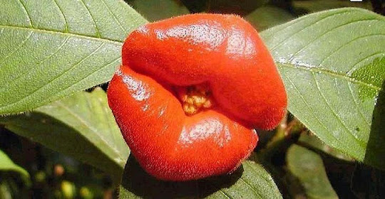 زهرة القبله او زهرة الشفايف Hookers-lips-5