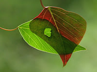 IMG_7684.jpg
