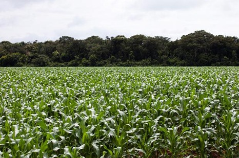 corn-field_1490857i