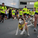 Pet Express Doggie Run 2012 Philippines. Jpg (28).JPG