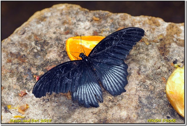 Stratford Butterfly Farm- March