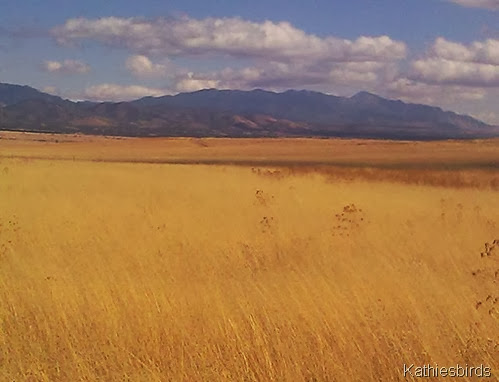 San Rafael grasslands