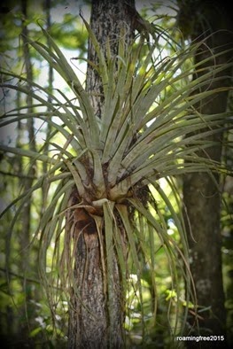 Giant Airplant