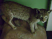 lynx