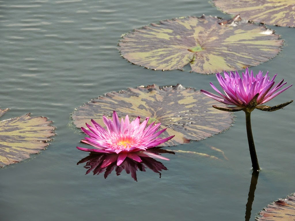 [DSCN9736%255B3%255D.jpg]