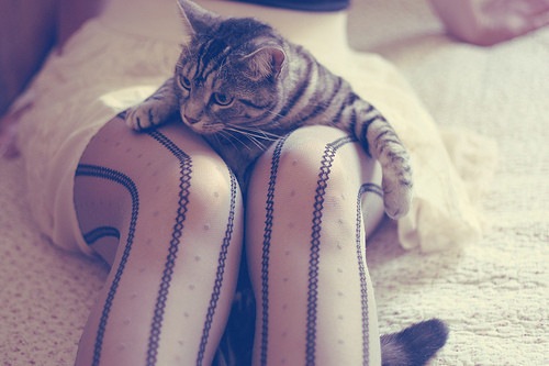 [adorable%252Canimals%252Cbeautiful%252Cbed%252Ccat%252Cdress-cc650d5456a1154bcdb26dda8512b848_h_large%255B3%255D.jpg]