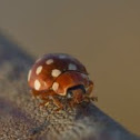 Ladybug