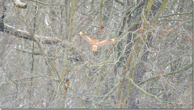 red tail hawk red tail hawk