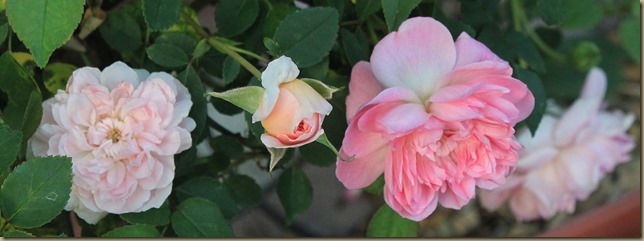 IMG_0299 IMG_0299