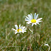 2011.08.18.-19. - Spodnje bohinjske gore