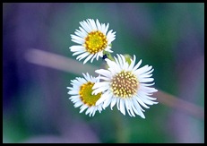 White Wildflower 2