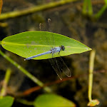 IMG_3472.JPG