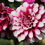 orchid_0054.JPG
