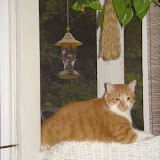 Tink scoping out the hummingbirds.