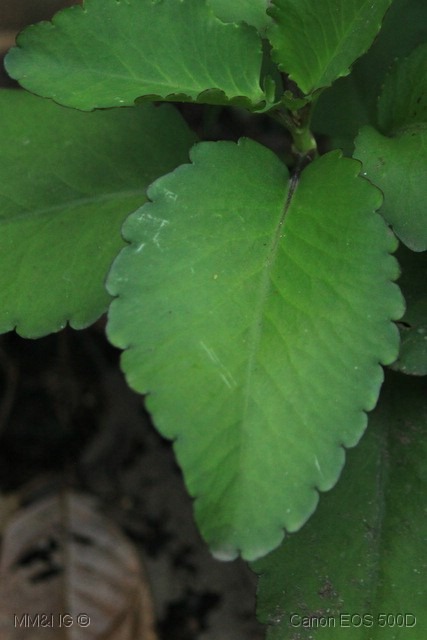 [IMG_2668%255B3%255D.jpg]