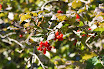 DSC_0081.JPG