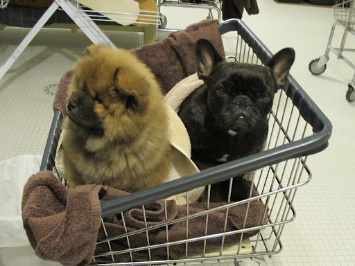 What am I supposed to be telling this fluff ball?  Why do I have to sit in this laundry basket with him?