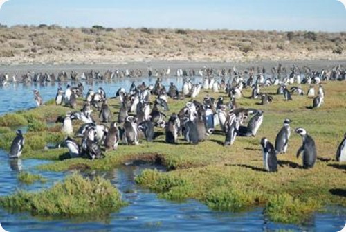 bahia_bustamante pinguini