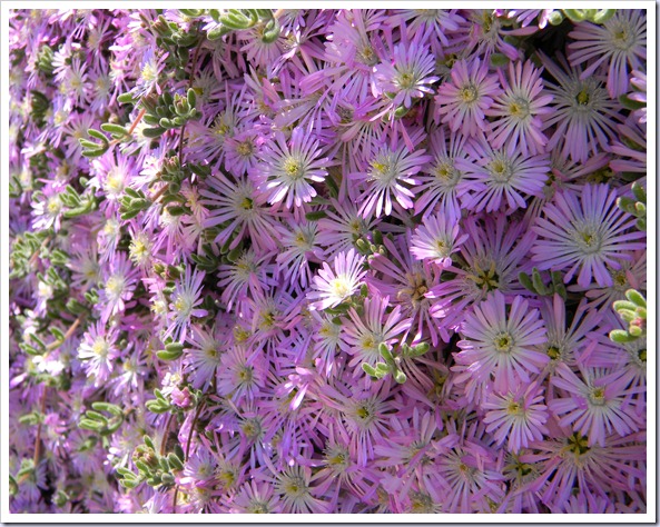 DSCN3052 DSCN3052
