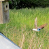 Tree%252520swallow%2525202
