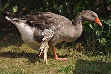 DSC_1928.JPG