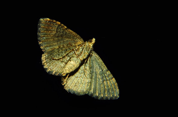Geometridae : Larentiinae : Xanthorhoini : probablement Visiana brujata GUÉNÉE, 1857, verso. Umina Beach (NSW, Australie), 25 avril 2011. Photo : Barbara Kedzierski