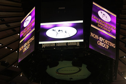 It's time everyone!  After my big win of Best of Breed, it's now time to compete for Best of Group, which is the Non-Sporting Group.  The winners of each group will then go on to compete for Best in Show!