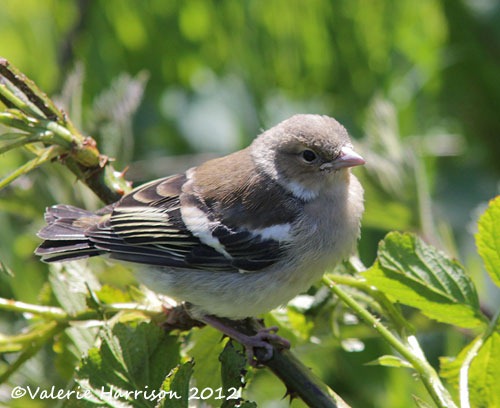 [baby-chaffinch%255B2%255D.jpg]