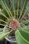 This growth pattern is incredible on this cycad.  I think we should get out our paint brushes and use it as the subject for a still life.  Isn't Mother's Day coming up soon?