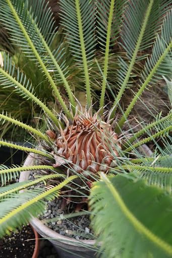 This growth pattern is incredible on this cycad.  I think we should get out our paint brushes and use it as the subject for a still life.  Isn't Mother's Day coming up soon?