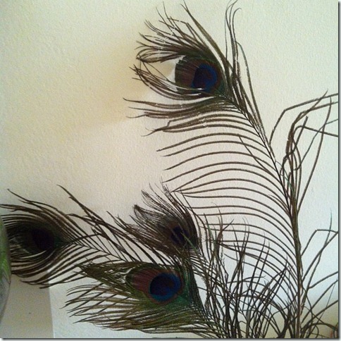 peacock feathers peacock feathers