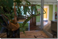 Insects at Taronga Zoo