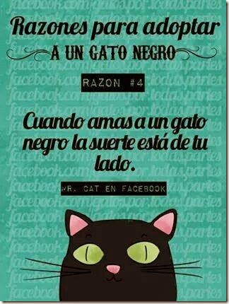 pq tener un gato negro cosasdivertidas (9) imagenes divertidas de gatos