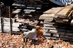 Right next to the stone yard is the wood yard.  These planks were sawed from fallen trees on the property.  We could probably use some of them for the floor of our house.