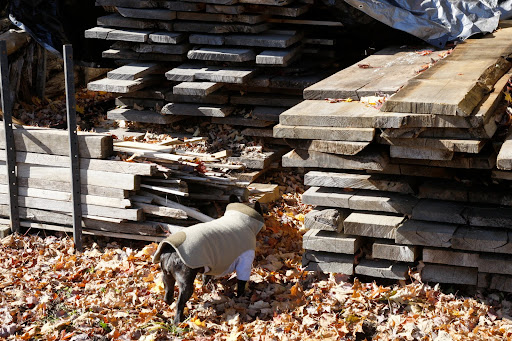 Right next to the stone yard is the wood yard.  These planks were sawed from fallen trees on the property.  We could probably use some of them for the floor of our house.