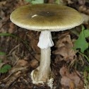 Death cap