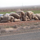 Harran - Coton (1).JPG
