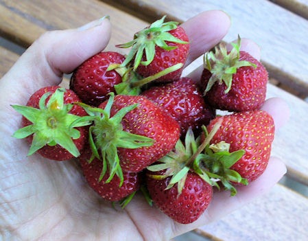 [BreakfastStrawberries%255B5%255D.jpg]