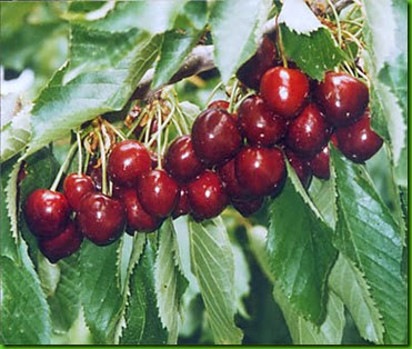 Bing Cherry Bing Cherry