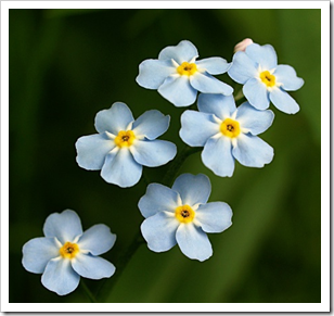 Forget Me Nots