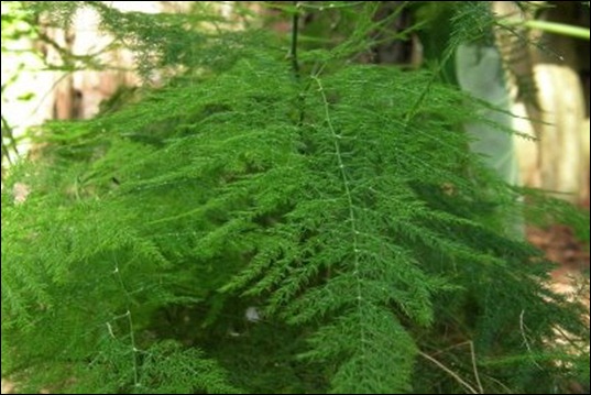 asparagus-fern asparagus-fern