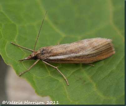 Agriphila-straminella