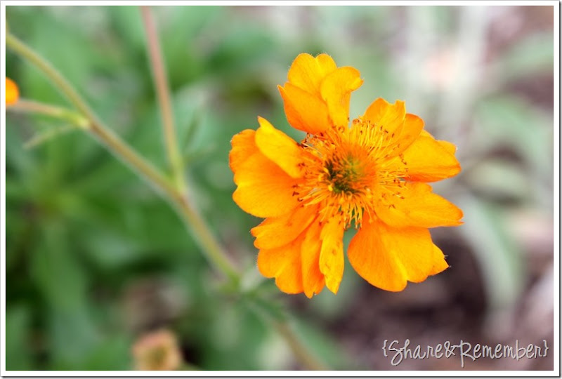 orange flower