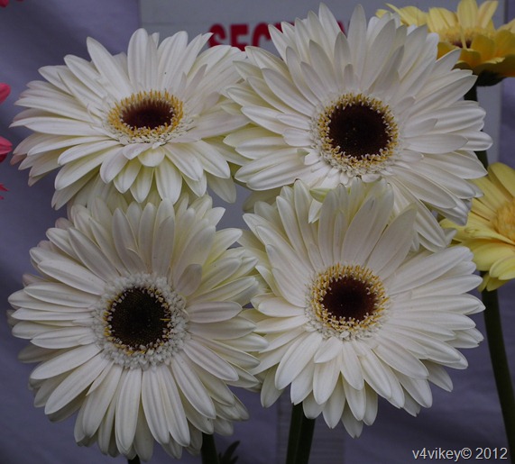 Different Types of Daisy Flowers Pictures, White Daisy Flowers