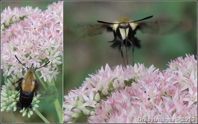 clear wing moth collage2 clear wing moth collage2