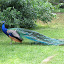 Pavos Reales en el Zoo de Madrid Pavos Reales en el Zoo de Madrid
