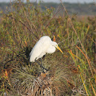 Great Egret